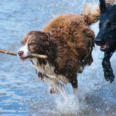 Pet Health Products
